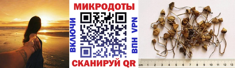 Псилоцибиновые грибы Psilocybine cubensis Красково
